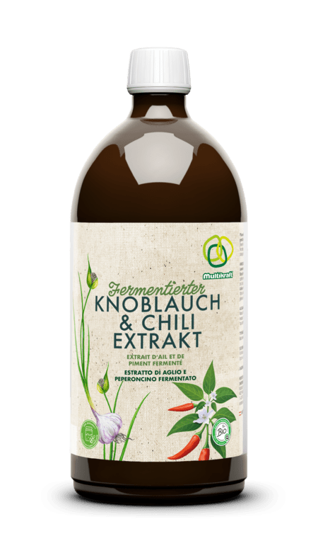 Fermentierter Knoblauch - und Chiliextrakt - hiushaltsreinigung.com