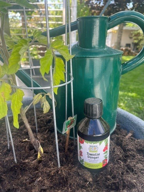 Unsere riesige Tomatenernte dank Aries Tomatendünger - hiushaltsreinigung.com